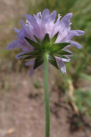 Knautia gracilis \ Zierliche Witwenblume / Dainty Scabious, D Nonnweiler 26.6.2023