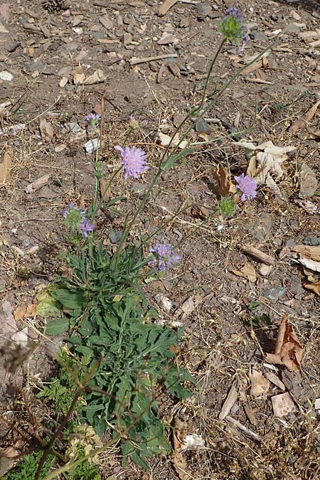 Knautia gracilis \ Zierliche Witwenblume / Dainty Scabious, D Nonnweiler 26.6.2023