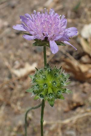 Knautia gracilis \ Zierliche Witwenblume / Dainty Scabious, D Nonnweiler 26.6.2023