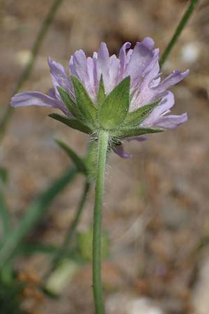 Knautia gracilis \ Zierliche Witwenblume / Dainty Scabious, D Nonnweiler 26.6.2023
