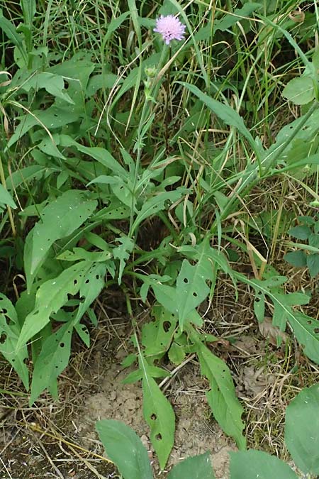 Knautia gracilis \ Zierliche Witwenblume / Dainty Scabious, D Bad Bergzabern 19.7.2023