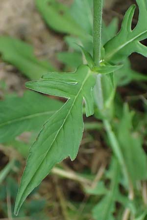 Knautia gracilis \ Zierliche Witwenblume / Dainty Scabious, D Bad Bergzabern 19.7.2023
