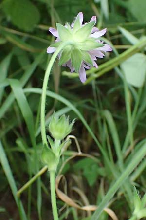Knautia gracilis \ Zierliche Witwenblume / Dainty Scabious, D Bad Bergzabern 19.7.2023