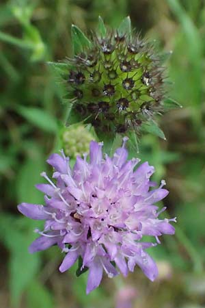 Knautia gracilis \ Zierliche Witwenblume / Dainty Scabious, D Bad Bergzabern 19.7.2023