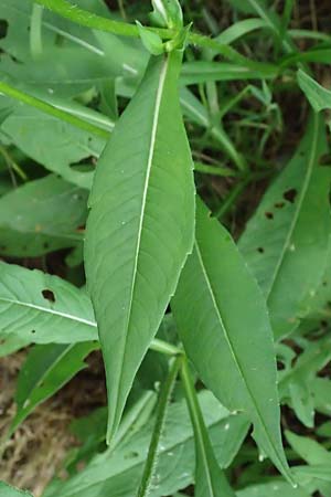 Knautia gracilis \ Zierliche Witwenblume / Dainty Scabious, D Bad Bergzabern 19.7.2023