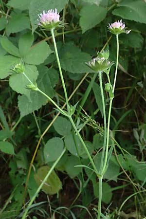 Knautia gracilis \ Zierliche Witwenblume / Dainty Scabious, D Bad Bergzabern 19.7.2023