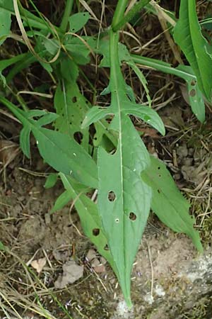 Knautia gracilis \ Zierliche Witwenblume / Dainty Scabious, D Bad Bergzabern 19.7.2023