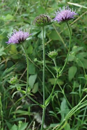 Knautia gracilis \ Zierliche Witwenblume / Dainty Scabious, D Bad Bergzabern 19.7.2023