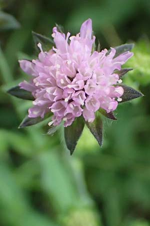 Knautia gracilis \ Zierliche Witwenblume / Dainty Scabious, D Bad Bergzabern 19.7.2023