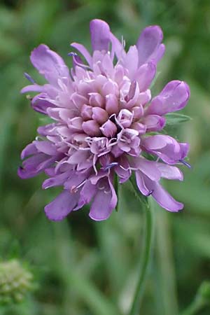 Knautia gracilis \ Zierliche Witwenblume / Dainty Scabious, D Bad Bergzabern 19.7.2023