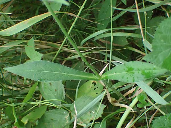 Knautia gracilis \ Zierliche Witwenblume / Dainty Scabious, D Bad Bergzabern 19.7.2023