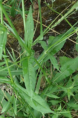 Knautia gracilis \ Zierliche Witwenblume / Dainty Scabious, D Bad Bergzabern 19.7.2023