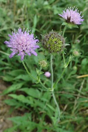 Knautia gracilis \ Zierliche Witwenblume / Dainty Scabious, D Bad Bergzabern 19.7.2023
