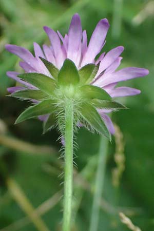 Knautia gracilis \ Zierliche Witwenblume / Dainty Scabious, D Bad Bergzabern 19.7.2023