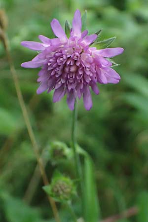 Knautia gracilis \ Zierliche Witwenblume / Dainty Scabious, D Bad Bergzabern 19.7.2023