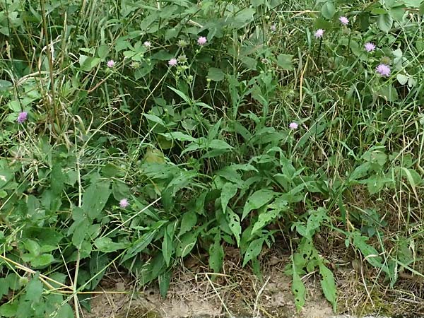 Knautia gracilis \ Zierliche Witwenblume / Dainty Scabious, D Bad Bergzabern 19.7.2023