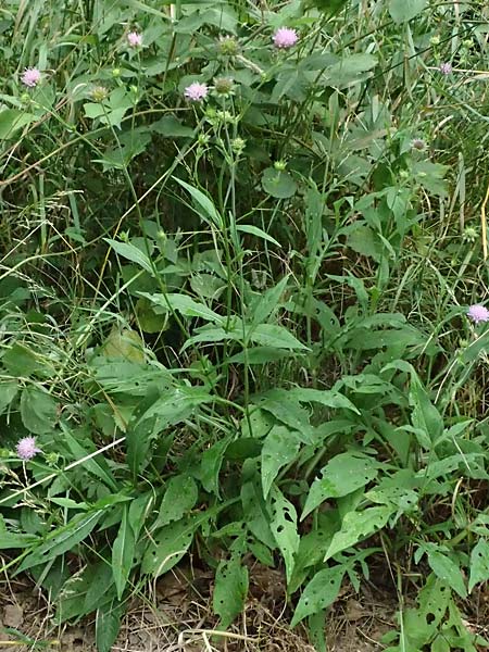 Knautia gracilis \ Zierliche Witwenblume / Dainty Scabious, D Bad Bergzabern 19.7.2023