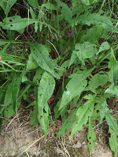 Knautia gracilis \ Zierliche Witwenblume / Dainty Scabious, D Bad Bergzabern 19.7.2023