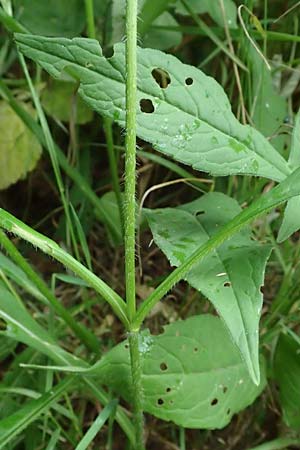 Knautia gracilis \ Zierliche Witwenblume / Dainty Scabious, D Bad Bergzabern 19.7.2023