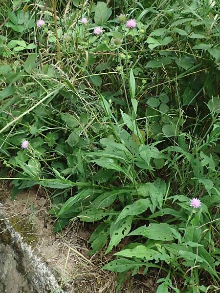 Knautia gracilis \ Zierliche Witwenblume / Dainty Scabious, D Bad Bergzabern 19.7.2023