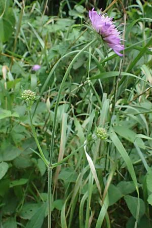 Knautia gracilis \ Zierliche Witwenblume / Dainty Scabious, D Bad Bergzabern 19.7.2023