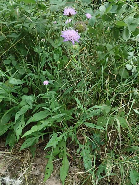 Knautia gracilis \ Zierliche Witwenblume / Dainty Scabious, D Bad Bergzabern 19.7.2023