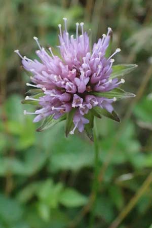 Knautia gracilis \ Zierliche Witwenblume / Dainty Scabious, D Erndtebr&uuml;ck 29.7.2023
