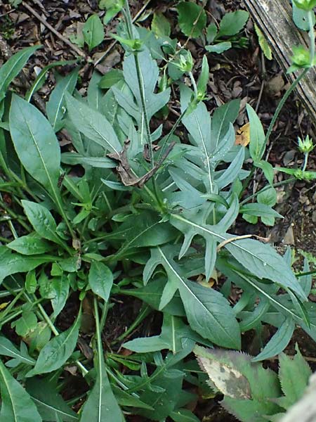 Knautia gracilis \ Zierliche Witwenblume / Dainty Scabious, D Erndtebr&uuml;ck 29.7.2023