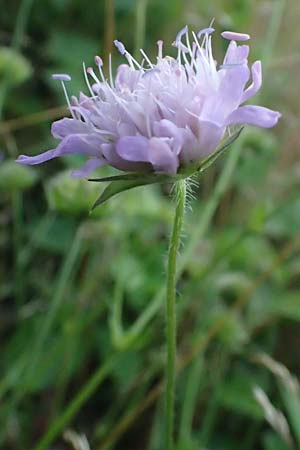 Knautia gracilis \ Zierliche Witwenblume / Dainty Scabious, D Erndtebr&uuml;ck 29.7.2023