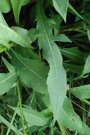 Knautia gracilis \ Zierliche Witwenblume / Dainty Scabious, D Erndtebr&uuml;ck 29.7.2023