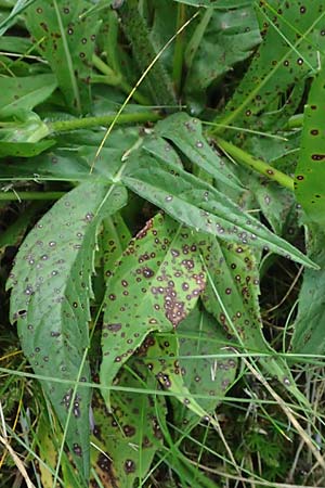 Knautia gracilis \ Zierliche Witwenblume / Dainty Scabious, D Erndtebr&uuml;ck 29.7.2023
