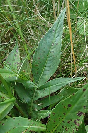 Knautia gracilis \ Zierliche Witwenblume / Dainty Scabious, D Erndtebr&uuml;ck 29.7.2023