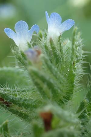 Lycopsis arvensis subsp. arvensis \ Acker-Krummhals, Acker-Ochsenzunge / Bugloss, D Ludwigshafen 10.6.2018