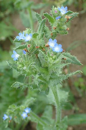 Lycopsis arvensis subsp. arvensis \ Acker-Krummhals, Acker-Ochsenzunge / Bugloss, D Ludwigshafen 10.6.2018