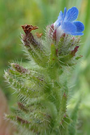Lycopsis arvensis subsp. arvensis \ Acker-Krummhals, Acker-Ochsenzunge / Bugloss, D Gladenbach 22.6.2020
