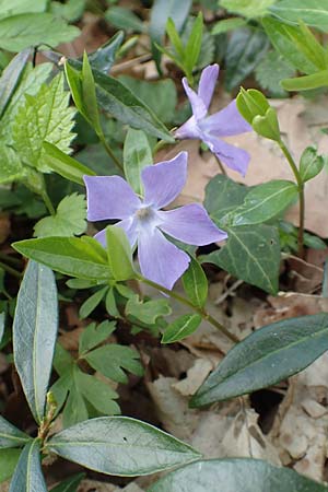 Vinca minor \ Kleines Immergr�n / Lesser Periwinkle, D Kraichgau, Malsch 8.4.2016