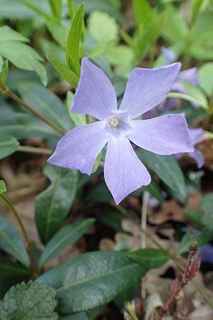 Vinca minor \ Kleines Immergr�n / Lesser Periwinkle, D Kraichgau, Malsch 8.4.2016