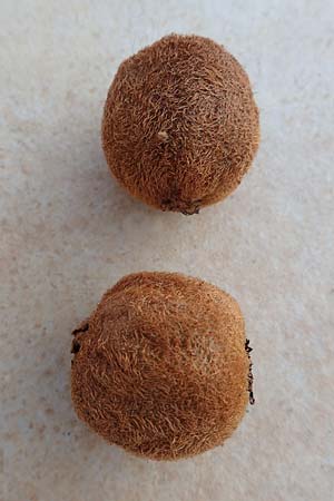 Actinidia chinensis var. deliciosa \ Kiwi, Chinesischer Strahlengriffel / Kiwi Fruit, Chinese Gooseberry, D   26.1.2017