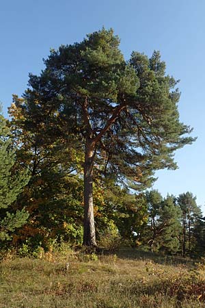 Pinus sylvestris \ Wald-Kiefer, F�hre / Scot's Pine, D Mainz 10.10.2018