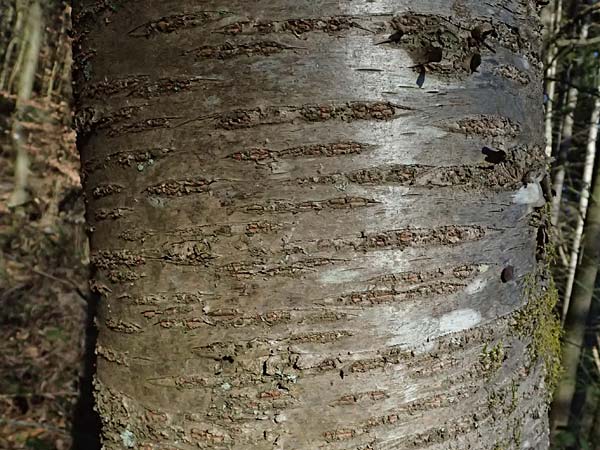 Prunus avium subsp. avium \ Vogel-Kirsche, Wild-Kirsche / Wild Cherry, D Odenwald, Ursenbach 2.3.2025