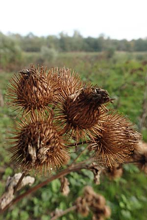 Arctium minus \ Kleine Klette / Lesser Burdock, D Mannheim 24.10.2019