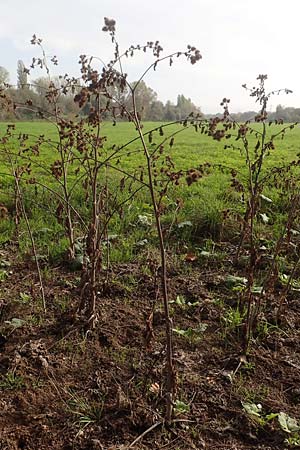Arctium minus \ Kleine Klette / Lesser Burdock, D Mannheim 24.10.2019