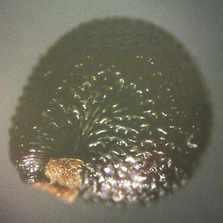 Portulaca papillatostellulata \ Papillenfr&uuml;chtiger Portulak / Papilla-Fruited Purslane, D K&ouml;ln-Langel 6.10.2018