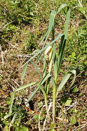 Allium sativum \ Knoblauch / Garlic, D Hemsbach 18.5.2015