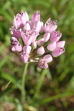 Allium angulosum \ Kanten-Lauch / Angle Onion, D Ketsch 23.7.2020