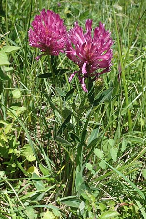 Trifolium medium \ Mittlerer Klee / Zig-zag Clover, D Neuleiningen 13.6.2021