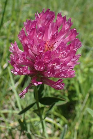 Trifolium medium \ Mittlerer Klee / Zig-zag Clover, D Neuleiningen 13.6.2021