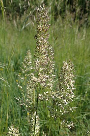 Koeleria pyramidata \ Pyramiden-Kammschmiele / Pyramidal Hair Grass, D Ketsch 21.5.2020