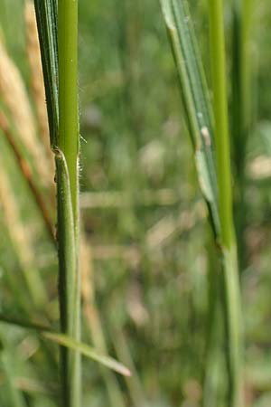Koeleria pyramidata \ Pyramiden-Kammschmiele / Pyramidal Hair Grass, D Ketsch 21.5.2020