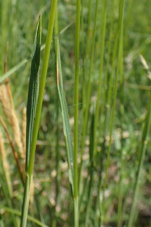 Koeleria pyramidata \ Pyramiden-Kammschmiele / Pyramidal Hair Grass, D Ketsch 21.5.2020